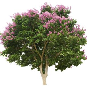 Lagerstroemia indica ‘Muskogee’ – Crape Myrtle – Crepe Myrtle – get a quote