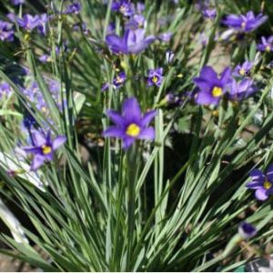 Sisyrinchium angustifolium ‘Lucerne’ – Blue-eyed grass – get a quote