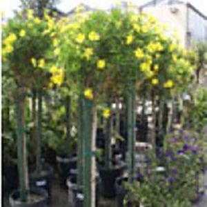 Eurypos – Golden Daisy tree get a quote