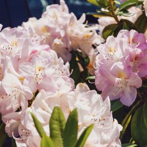 Rhododendron maximum – Great Laurel – Rosebay Rhododendron – Azaleas – get a quote