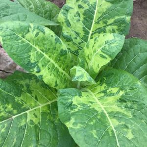 Tobacco Mosaic Virus get a quote