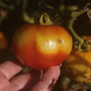 Tomato Blotchy Ripening get a quote