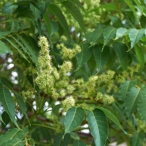 Ailanthus altissima ‘ Ailanthus glandulosa ‘ Tree of Heaven ‘ Siris get a quote