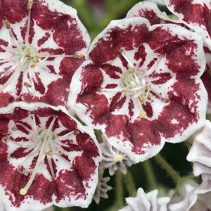 Kalmia latifolia ‘Minuet’ – Calico Bush – Mountain Laurel – get a quote