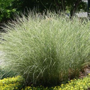 Miscanthus sinensis ‘Morning Light’ – Eulalia Grass get a quote