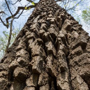 Quercus prinus – Basket Oak – Chestnut Oak – Swamp Chestnut Oak – Oak – get a quote