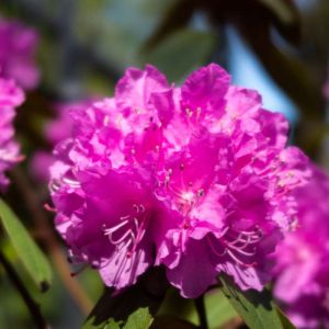 Rhododendron ‘Anna Rose Whitney’ – Azaleas – get a quote