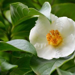 Stewartia pseudocamellia – Stuartia pseudocamellia – False Camellia – Japanese Stewartia – Stuartia – get a quote