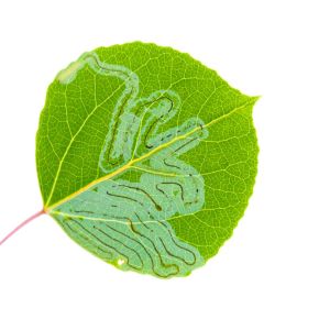 Aspen Leafminer – Phyllocnistis populiella get a quote