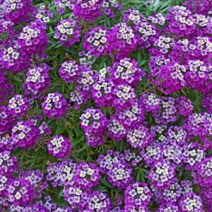 Lobularia maritima ‘Royal Carpet’ – Alyssum maritimum – Sweet Alyssum – get a quote