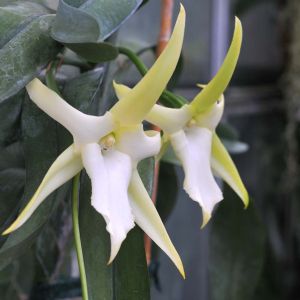 Angraecum – Comet Orchid get a quote