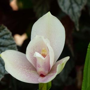 Angulocaste Orchid get a quote