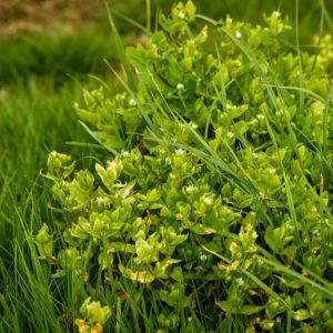 Common Chickweed get a quote