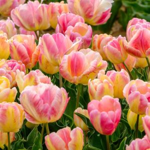Tulipa ‘Apricot Parrot’  – Tulip ‘Apricot Parrot’ – Bulbs get a quote