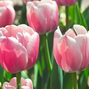 Tulipa ‘Ollioules’ – Tulip ‘Ollioules’ get a quote