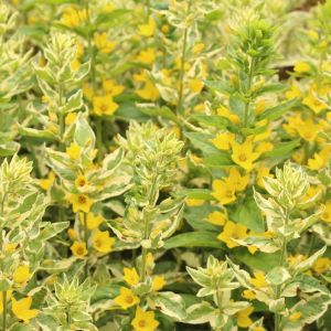 Lysimachia punctata ‘Alexander Variegated’ – Loosestrife – get a quote