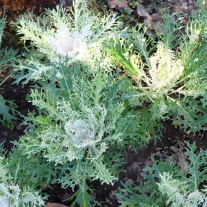 Ornamentale kale – Flowering Kale get a quote