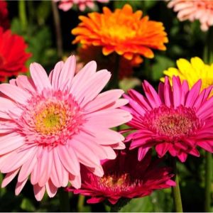 Long Island Flower Club!! receive a new blooming flower every three weeks!! $ per cycle get a quote