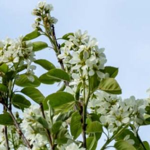Amelanchier Canadensis – Amelanchier oblongifolia get a quote
