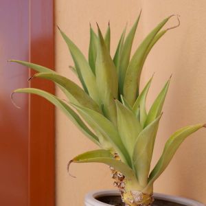 Catopsis – Bromeliad get a quote