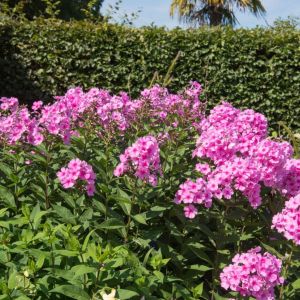 Phlox paniculata ‘Eva Cullum’ – Garden Phlox get a quote