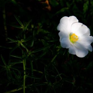 Rosa ‘Grandiflora’ – Rose spinosissima var. altaica – Rose ‘Grandiflora’ get a quote