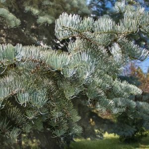 Abies  concolor ‘Argentea’ – Abies  concolor ‘Candicans’- Blue Fir – Colorado White Fir – Silver Fir – White Fir – get a quote