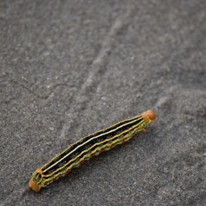 Zebra Caterpillar – Melanchra picta get a quote