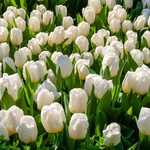 Tulipa ‘Ivory Floradale’  – Tulip ‘Ivory Floradale’ get a quote