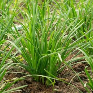 Chives – Allium schoenoprasum – herb get a quote