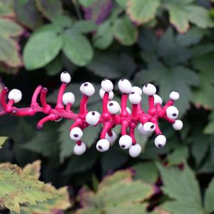 Actaea Alba – Actaea pachypod – Doll’s Eye’s – White baneberry – White cohosh – Baneberry get a quote