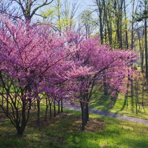 Cercise canadensis – Eastern Redbud – Judas Tree – Redbud – get a quote