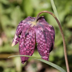 Fritillaria meleagris – Checkered Lily – Snake’s-head Fritillaria – Fritillary – get a quote