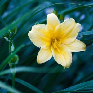 Hemerocallis ‘Hyperion’ – Daylily ‘Hyperion’ get a quote