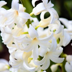 Hyacinthus ‘Carnegie’ – Hyacinth ‘Carnegie’ – get a quote