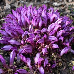 Lathraea clandestina – Purple Toothwort – get a quote