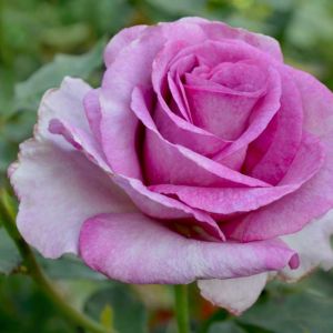 Rosa ‘Angel Face’ – Rose ‘Angel Face’ get a quote