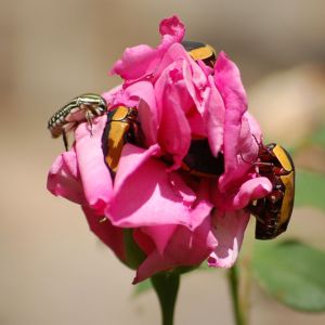 Beetles on Roses get a quote