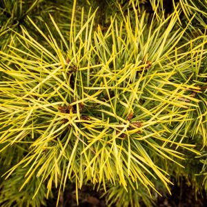 Pinus sylvestris ‘Aurea’ – Scots Pine – Scotch Pine – Pine – get a quote