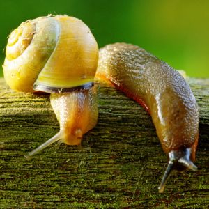 Snails and Slugs get a quote