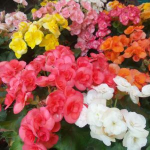Begonia Non stop get a quote