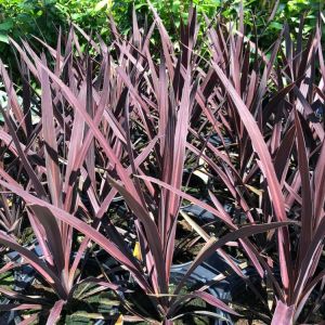 Cordyline ‘Red Sensation’ get a quote