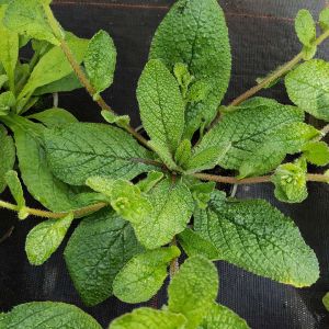 Borago pygmaea – Borago laxiflora get a quote