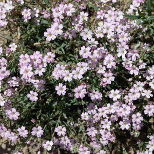 Gypsophila repens – get a quote