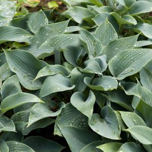 Hosta ‘Halcyon’  – Plantain Lily ‘Halcyon’ get a quote