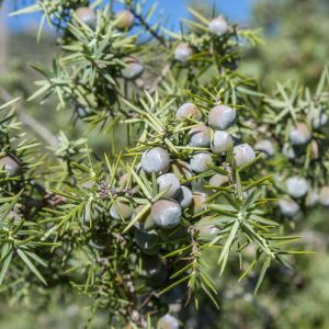 Juniperus oxycedrus – Prickly Juniper – Sabina – Juniper get a quote