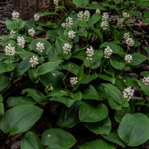 Maianthemum canadense – May Lily – False Lily-of-the-valley – Two-leafed Solomon’s Seal – get a quote