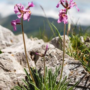 Matthiola fruticulosa – Stock – Gillyflower – get a quote