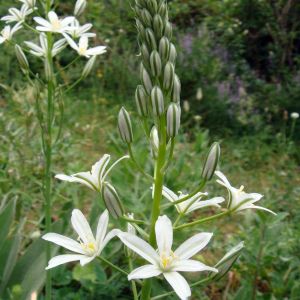 Ornithogalum pyramidale – Star-of-Bethlehem – get a quote