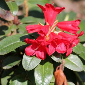 Rhododendron forrestii – Azaleas – get a quote